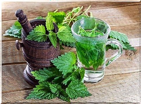 nettle tea