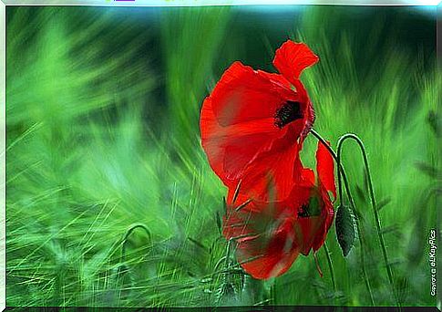 Poppy in the grass