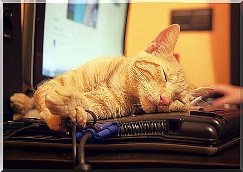 what-cats-teach-us-about-sleep