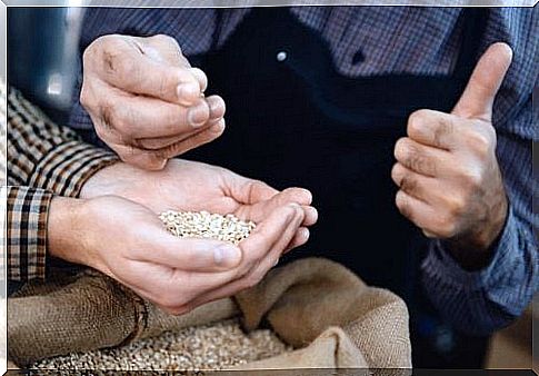 Whole grain barley in hands