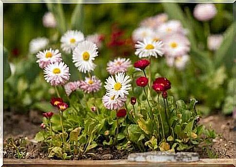 8 types of daisies and how to care for them