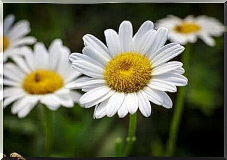 Classic daisies in a garden