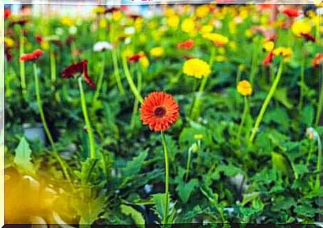 A field with gerberas