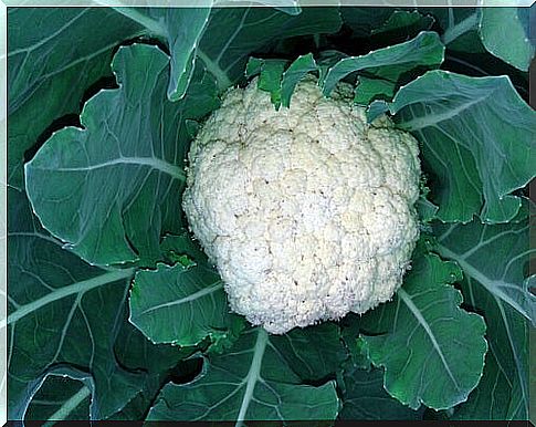 Cauliflower