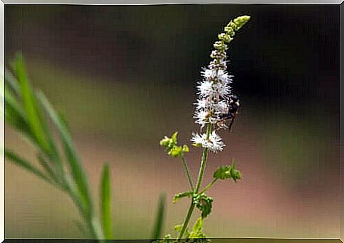 Effects of using black cohosh