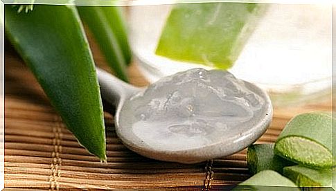 Aloe vera against dental plaque