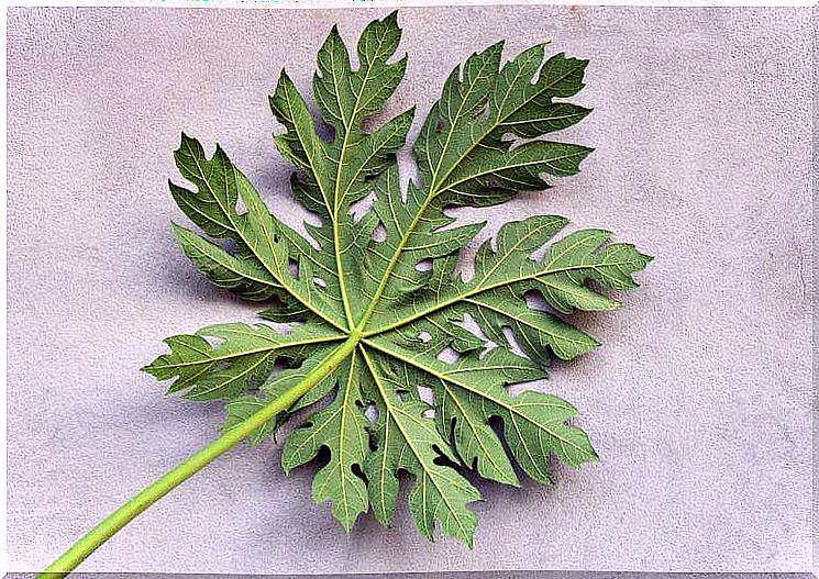 Leaves of papayas