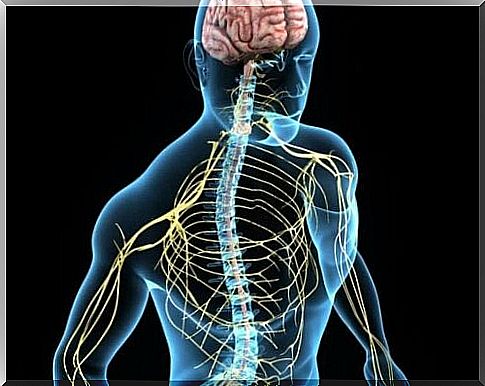 Picture of the nervous system