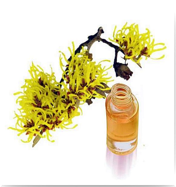 witch hazel