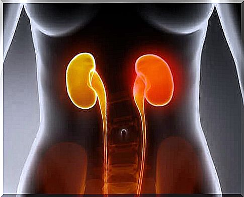 Picture of the kidneys in the body