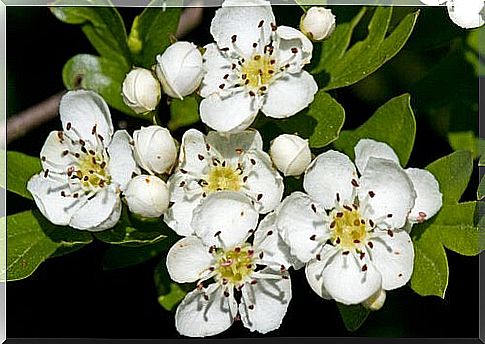 white hawthorn