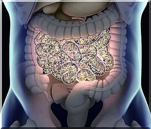 The intestinal flora