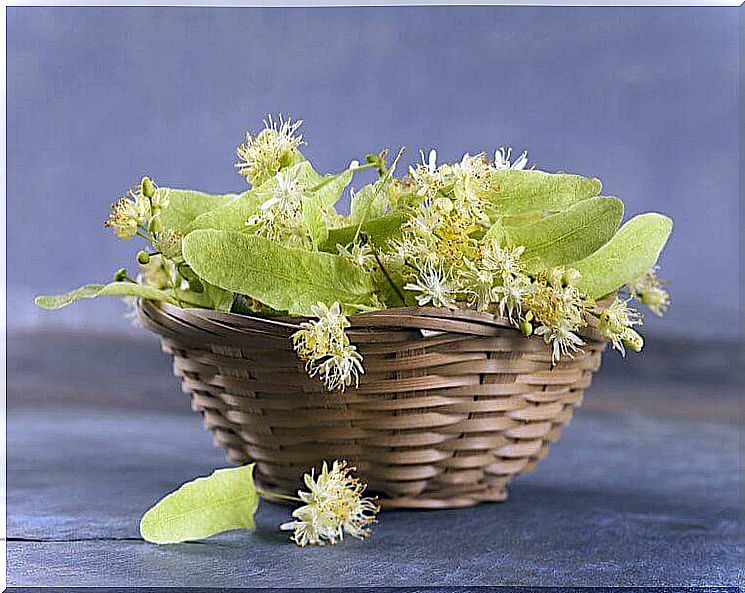 Basket with milk thistle