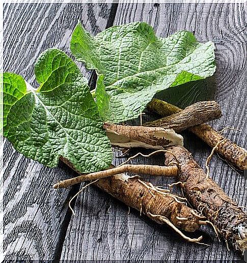 Licorice with leaves