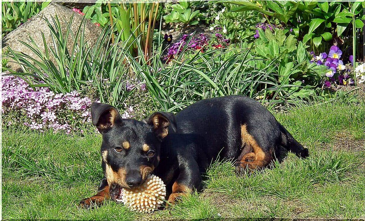 Plants as a natural repellent against fleas and ticks