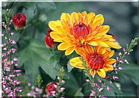 chrysanthemums in bloom