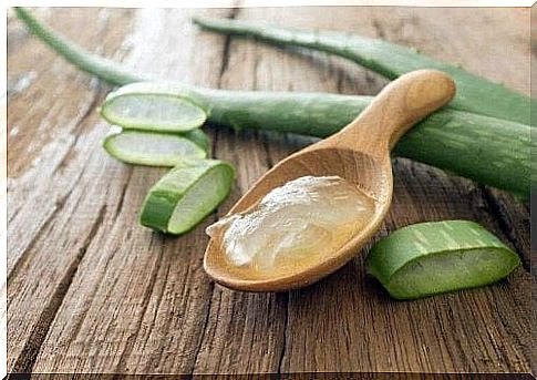 Aloe vera and eucalyptus oil helps against flea bites