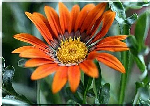 An orange gazania