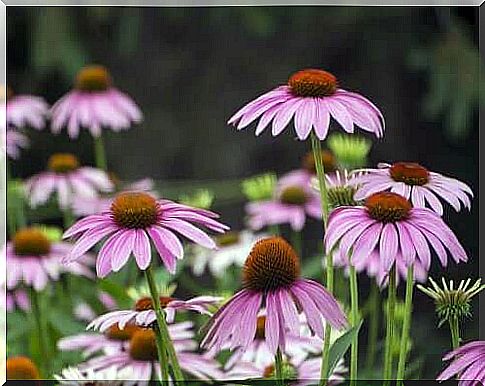 Red coneflower has beautiful purple flowers