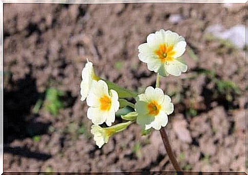 summer flowers