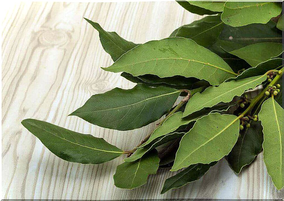 twig with bay leaves