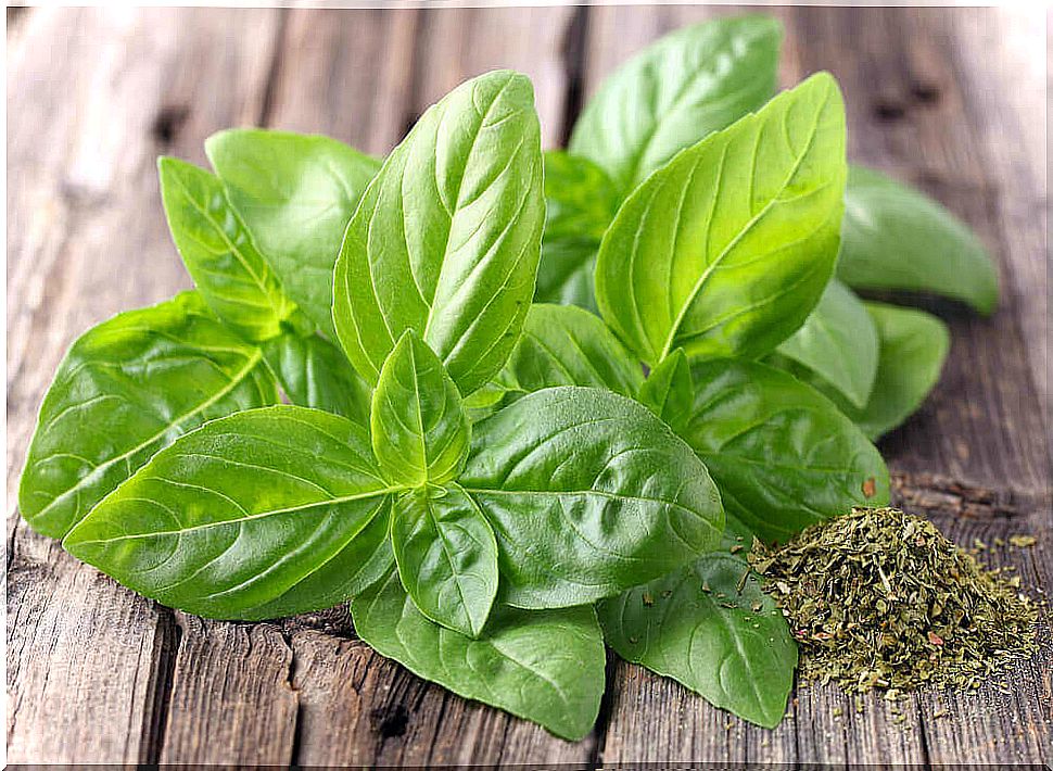 The amazing medicinal properties of basil