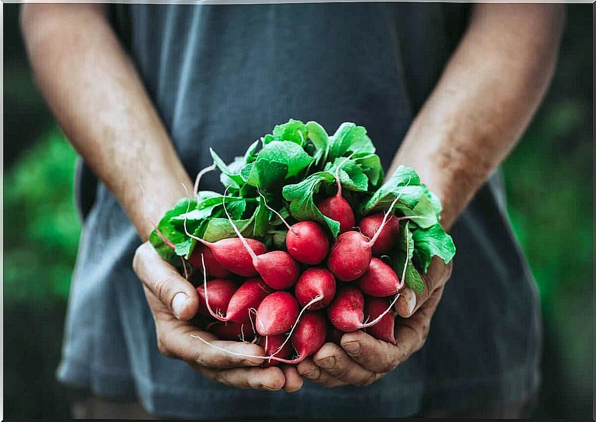 Bunch of radishes