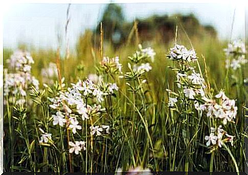 The properties and uses of soapwort