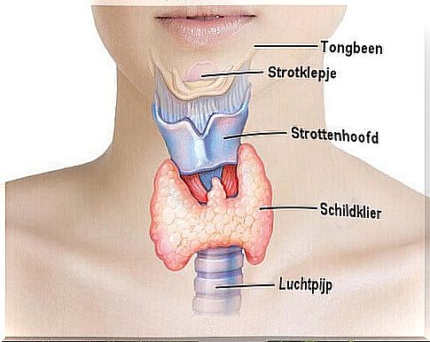 Treat Thyroid Problems Naturally