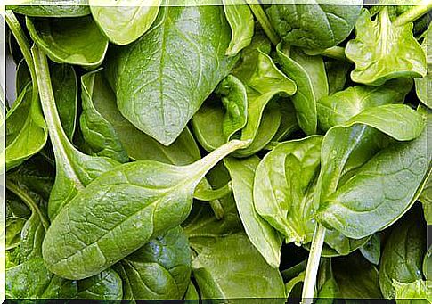 Close up of spinach leaves