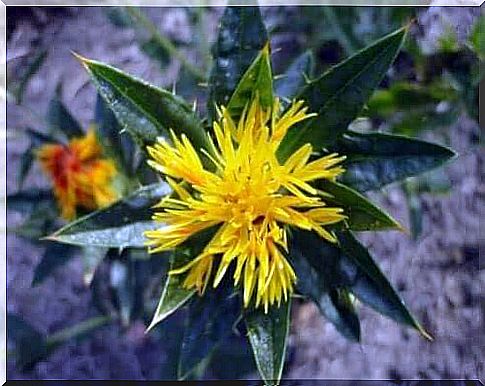 Uses, benefits and properties of safflower oil