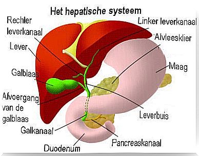 The liver system